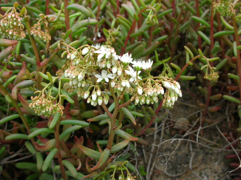 Sedum album / Borracina bianca